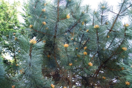 Austrian Pine