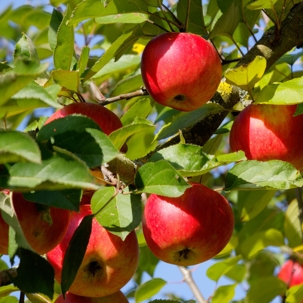 Apple Trees (Different Types)