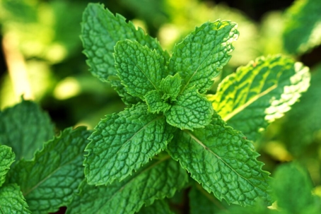 Peppermint
