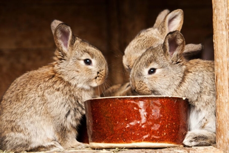 Rabbit Feed