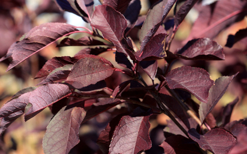 Canada Red Choke Cherry