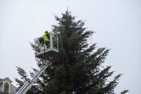 tree trimming