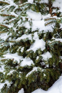 Fir