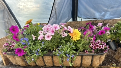 Flower Bowls/Planters