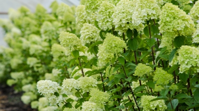 Hydrangea
