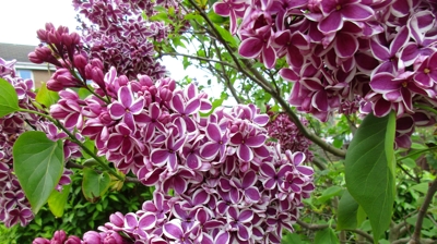 Lilac