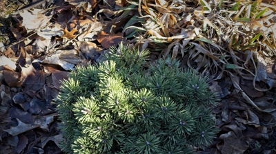Mugho Pine