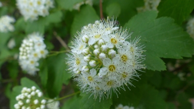 Ninebark