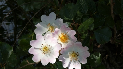 Potentilla
