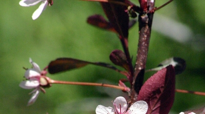 Sand Cherry