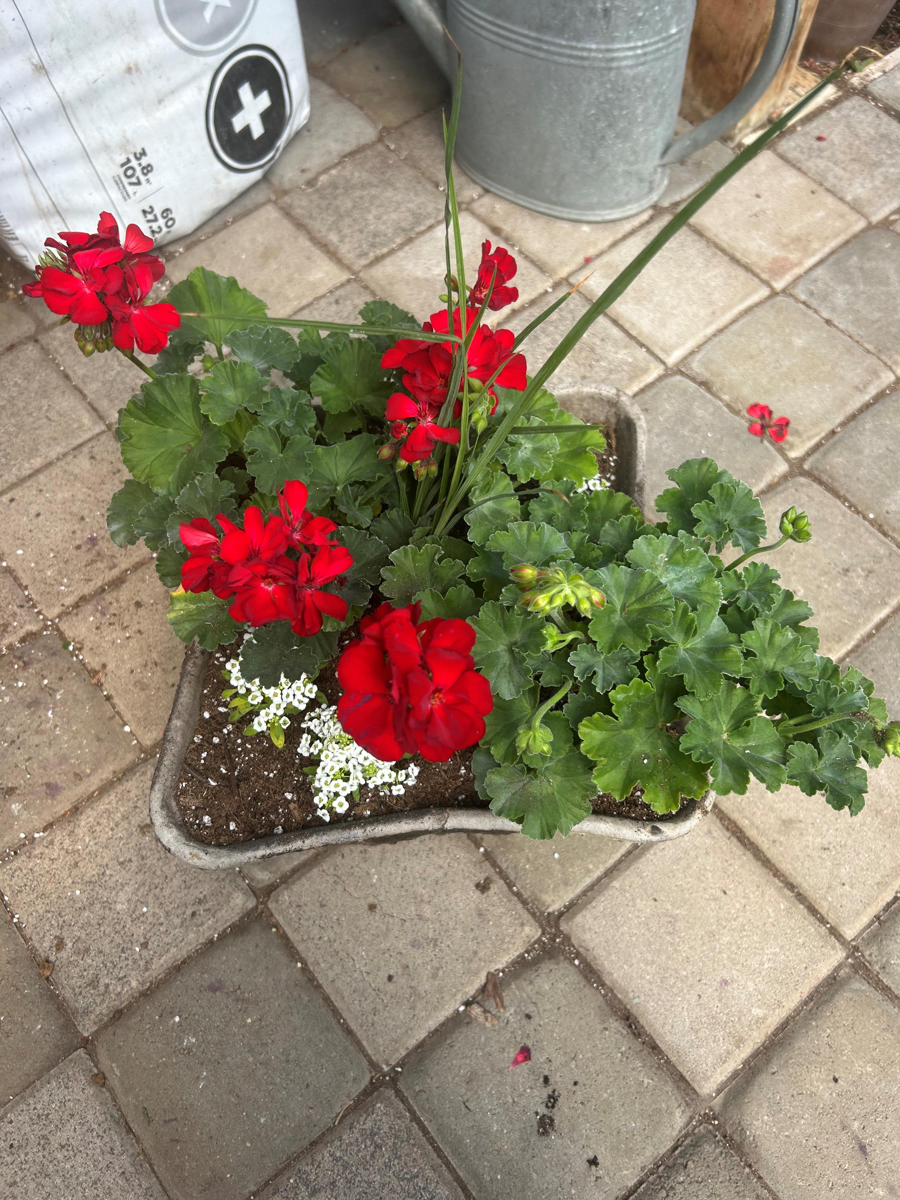 Flower Bowls/Planters Photo