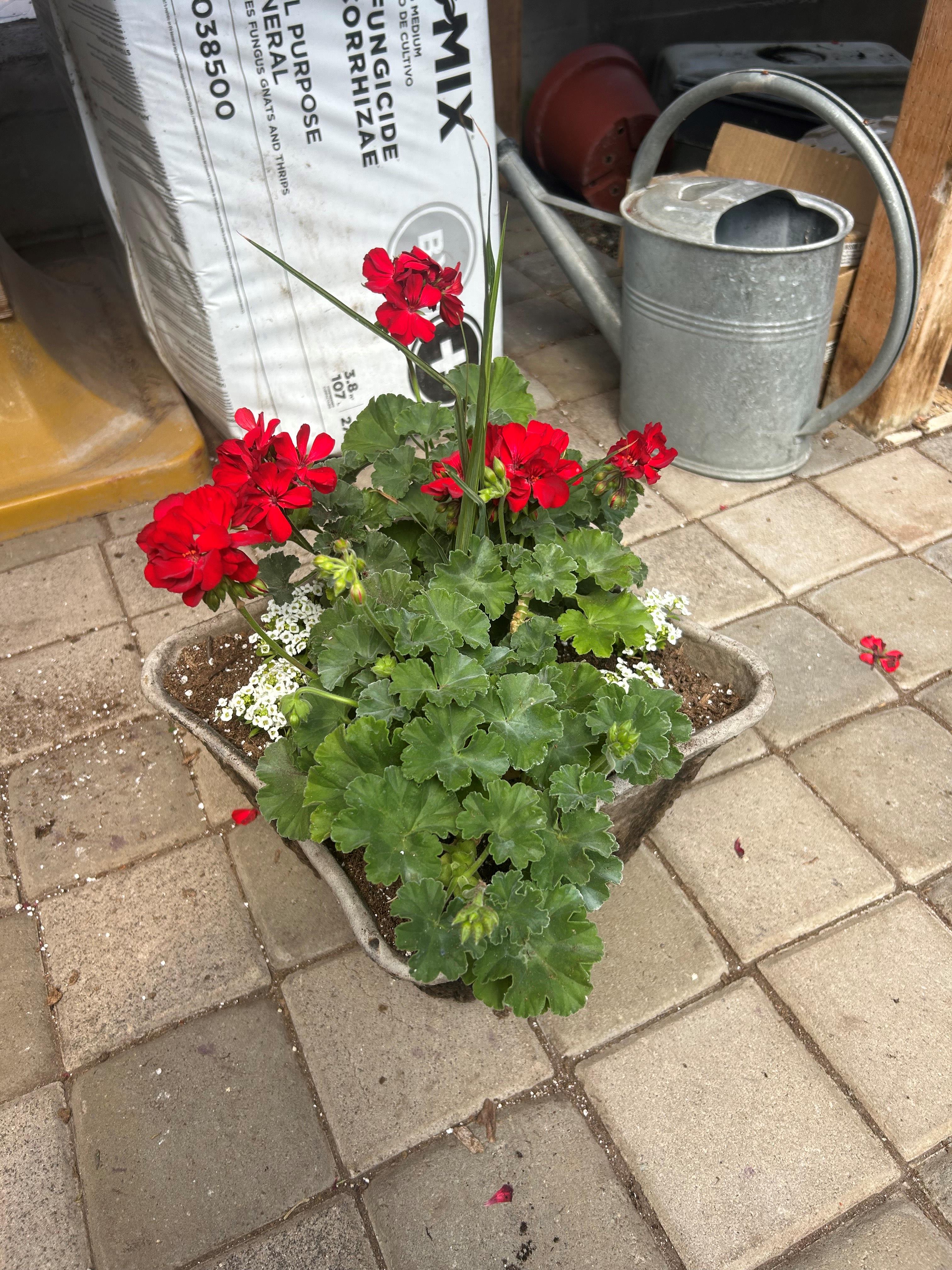 Flower Bowls/Planters Photo
