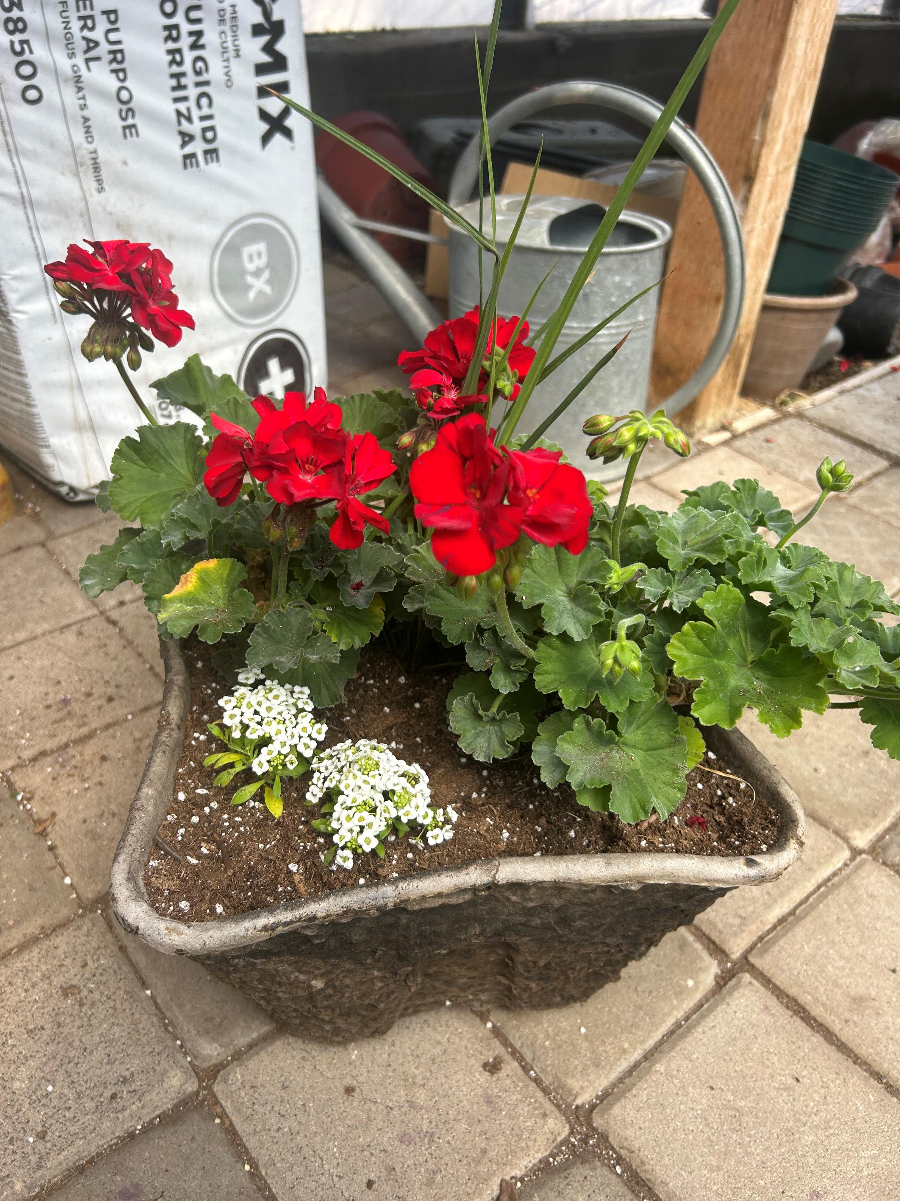 Flower Bowls/Planters Photo