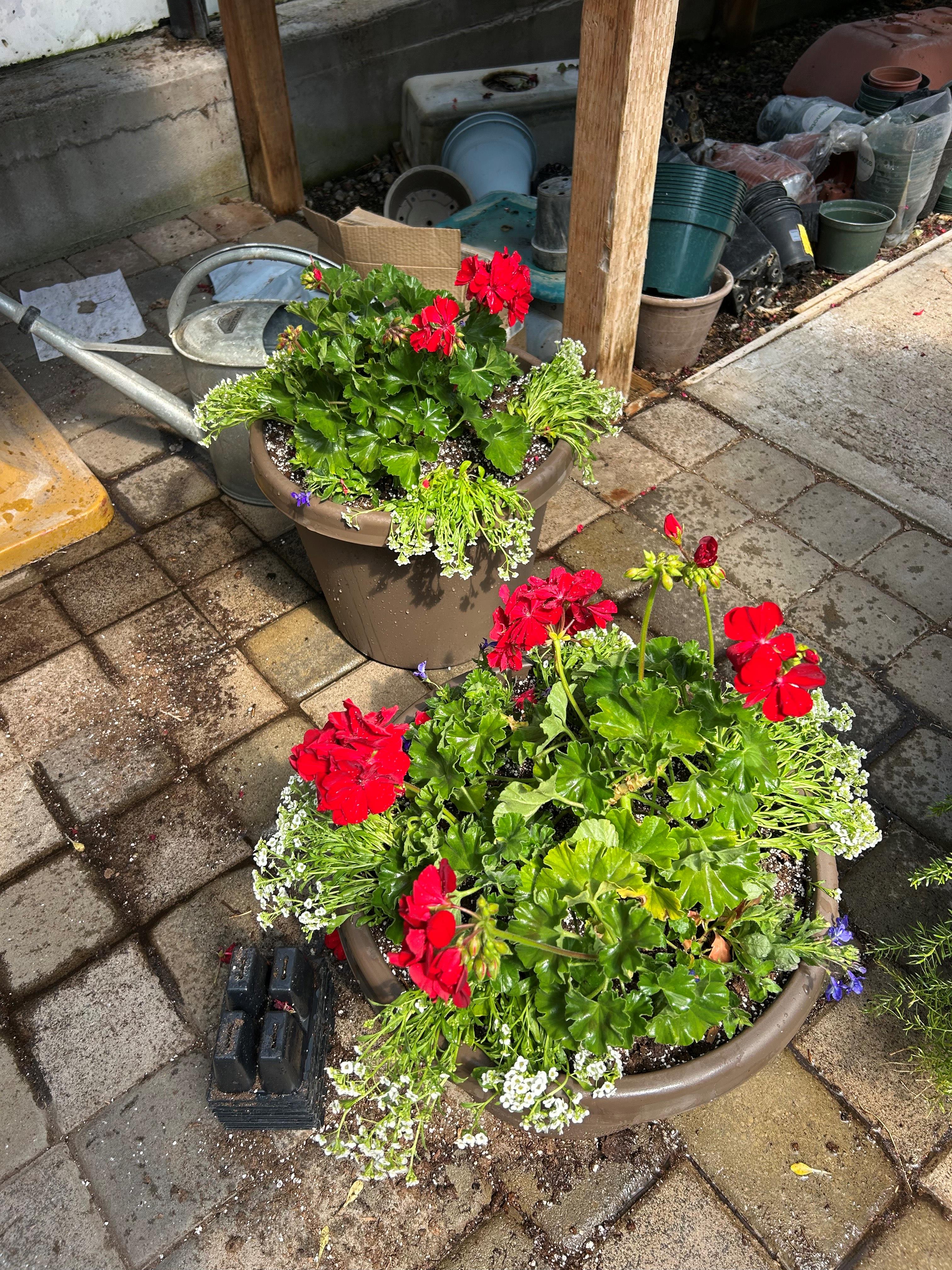 Flower Bowls/Planters Photo