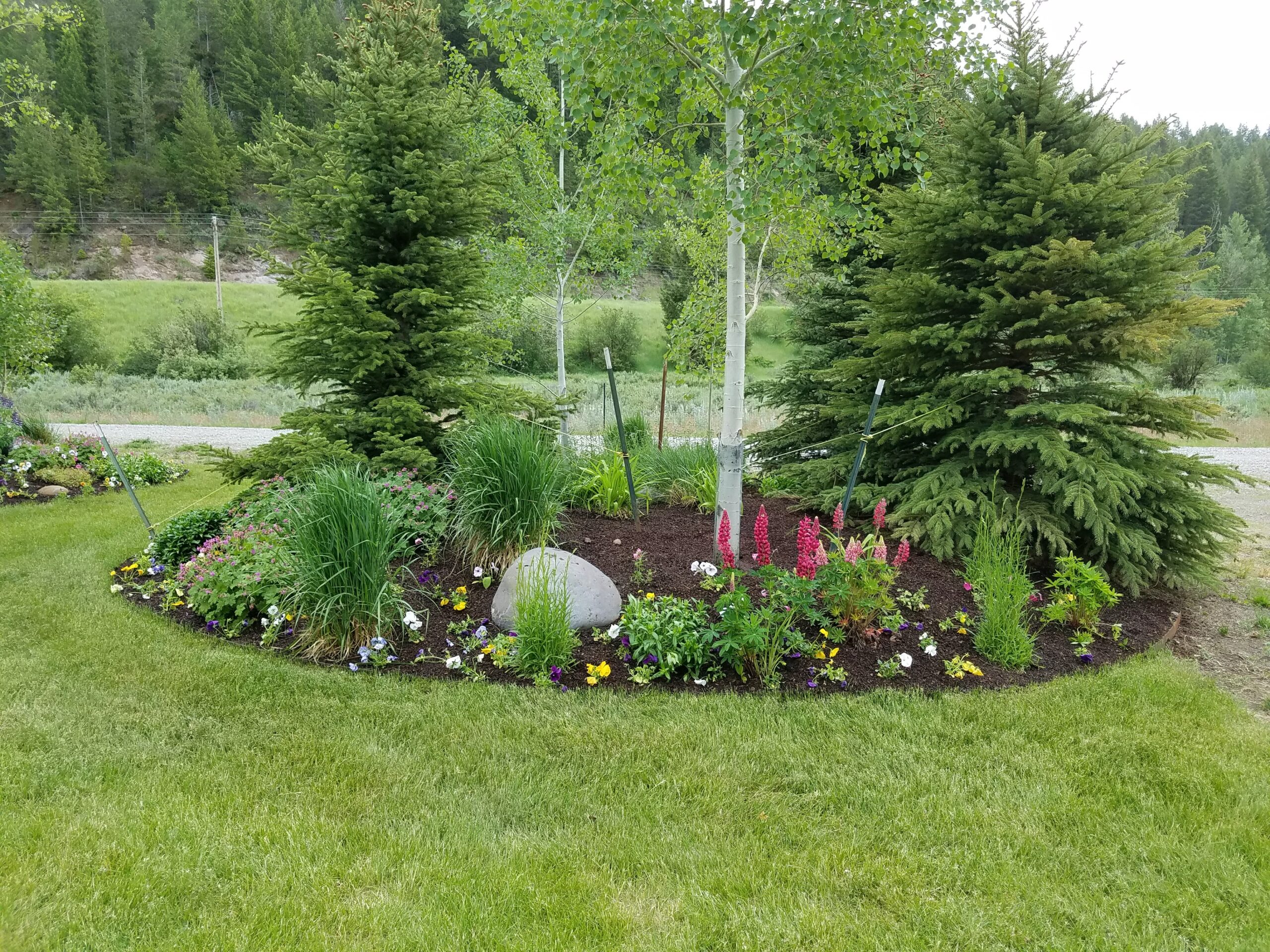 Trees and Flowers Photo