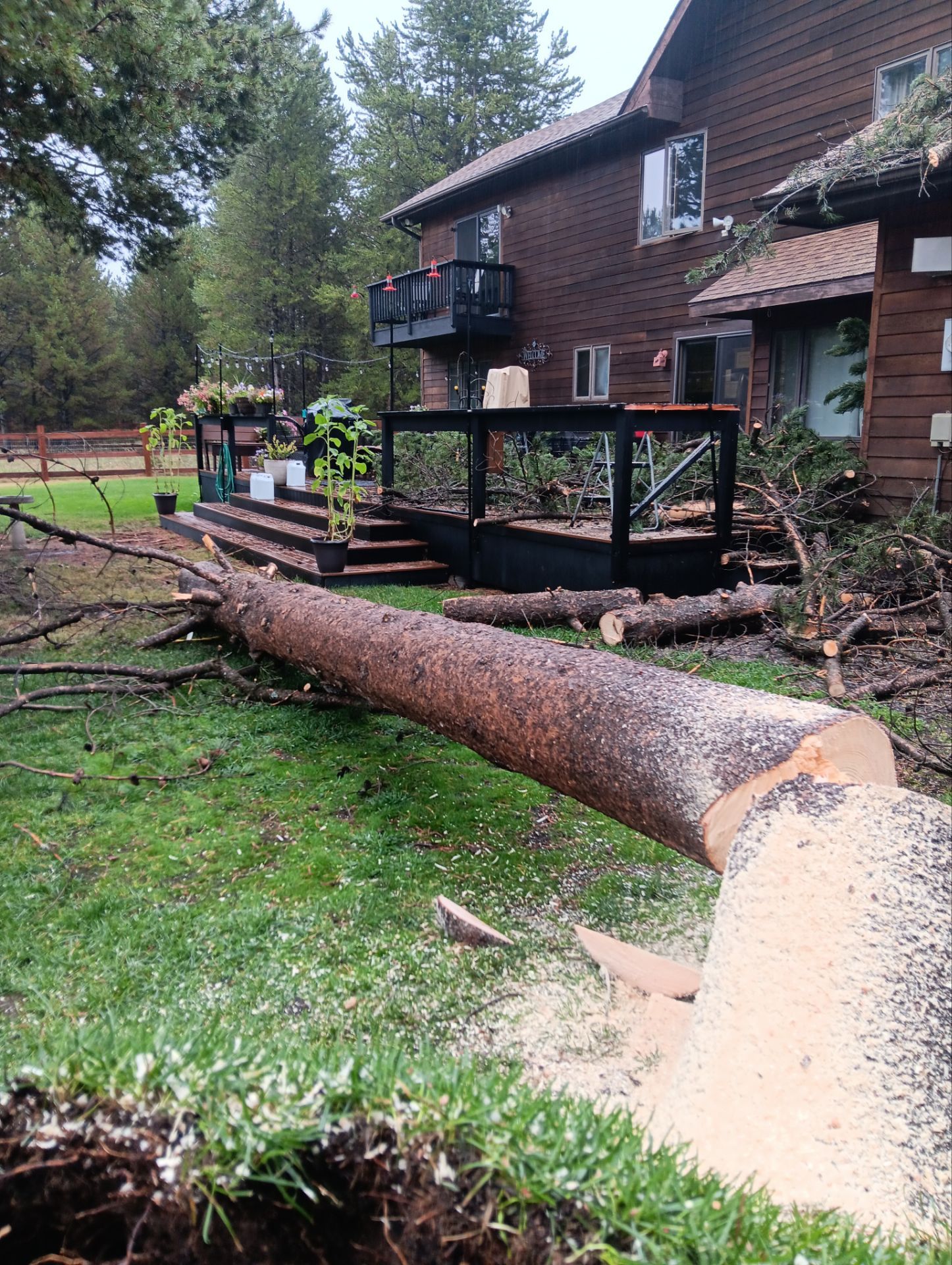 Tree Services Photo