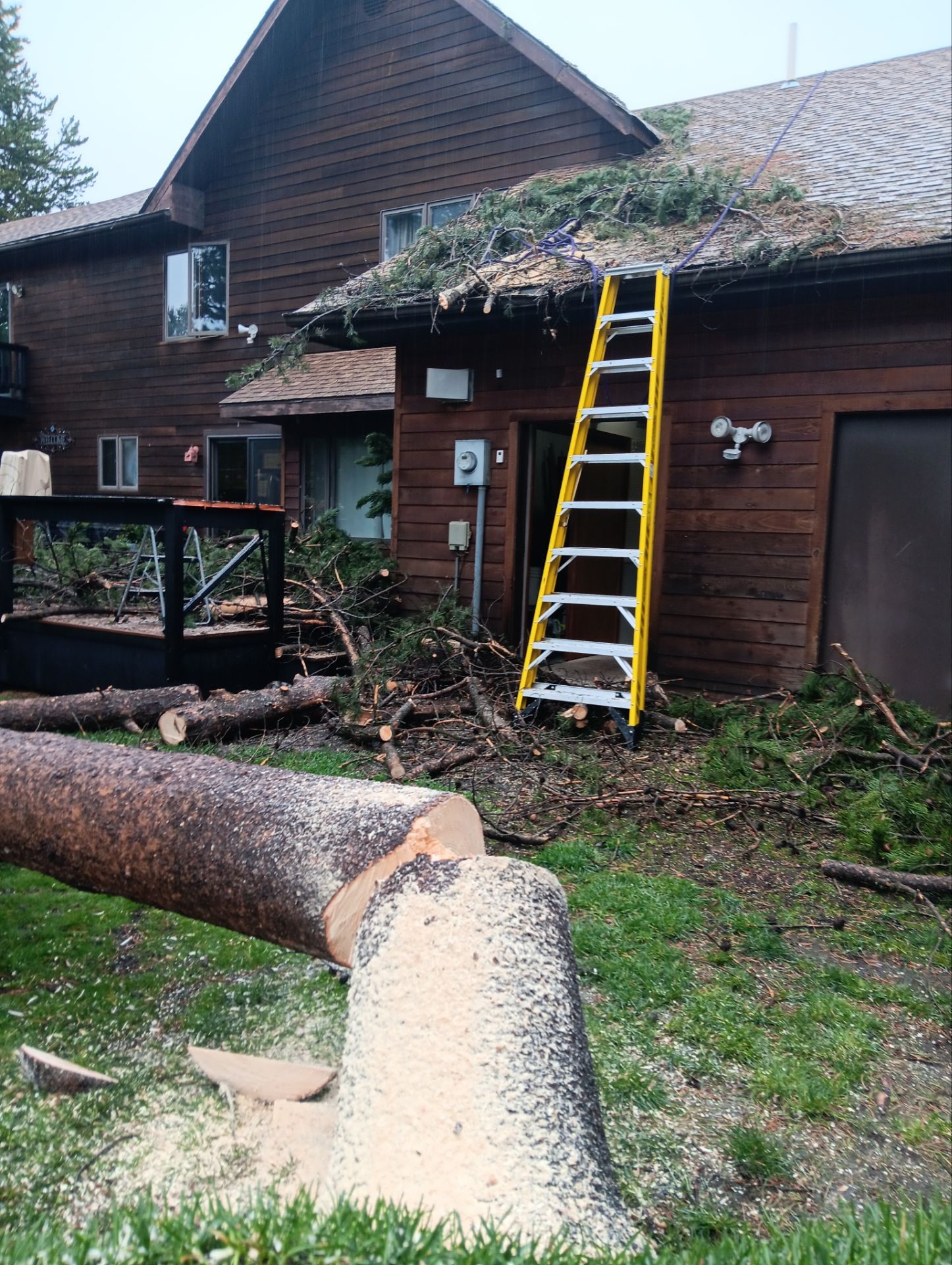 Tree Services Photo