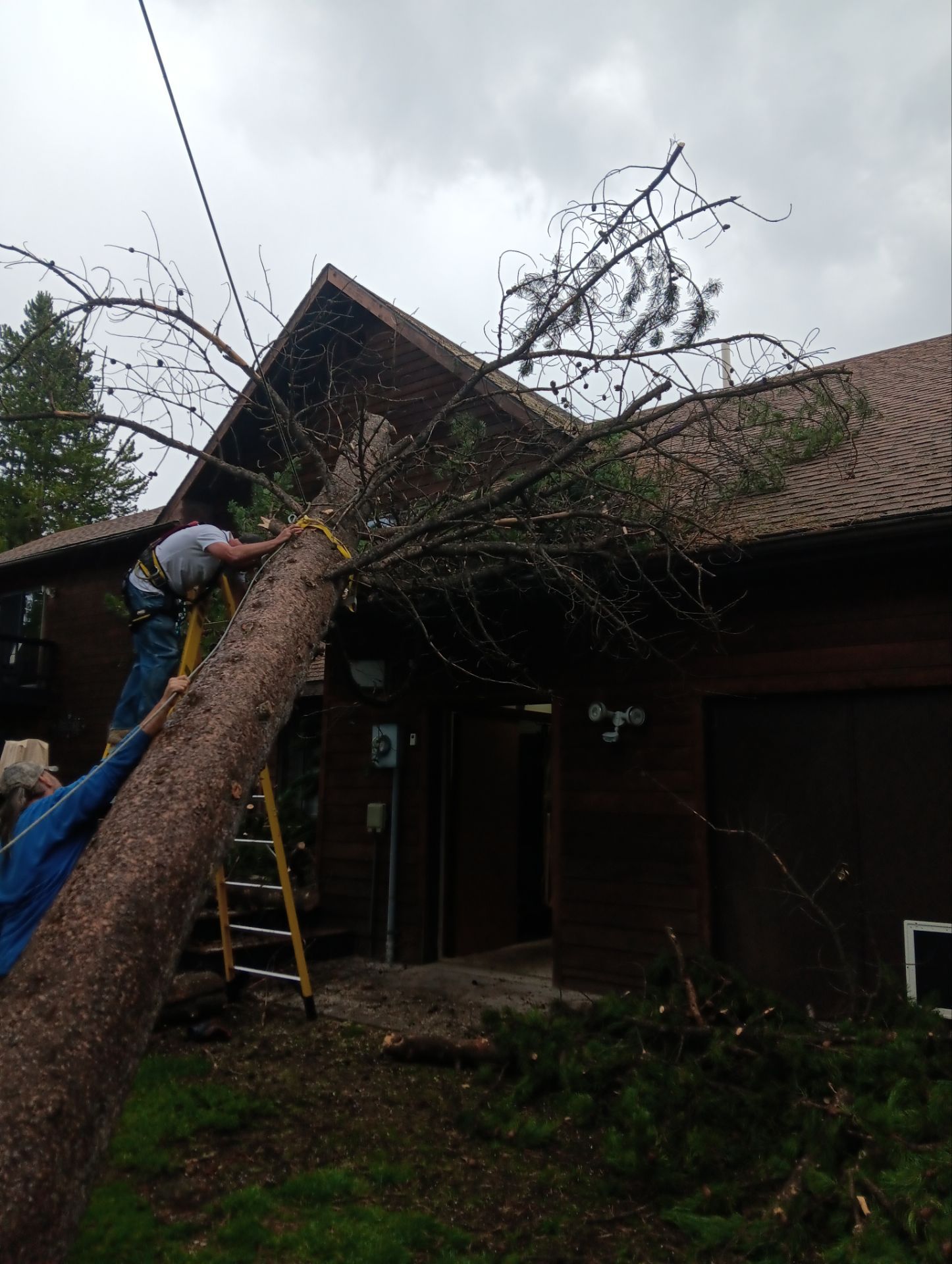 Tree Services Photo
