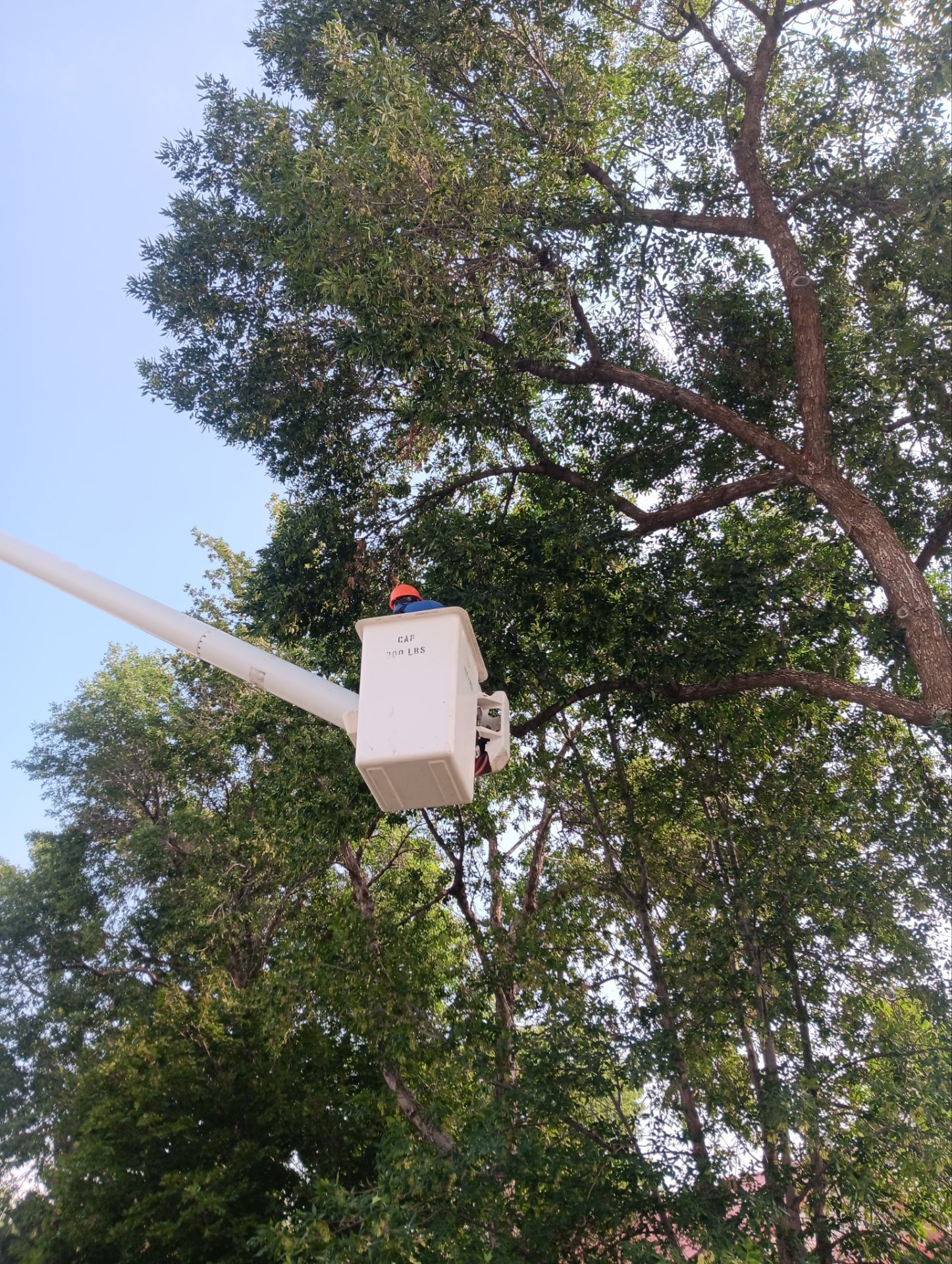 Tree Services Photo