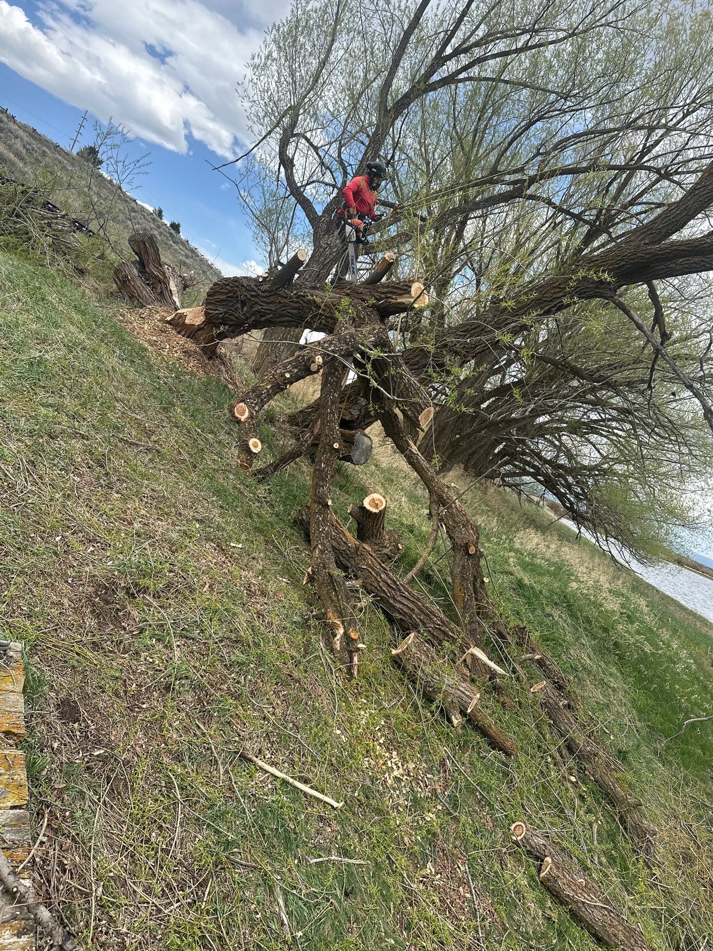 Tree Care Photo
