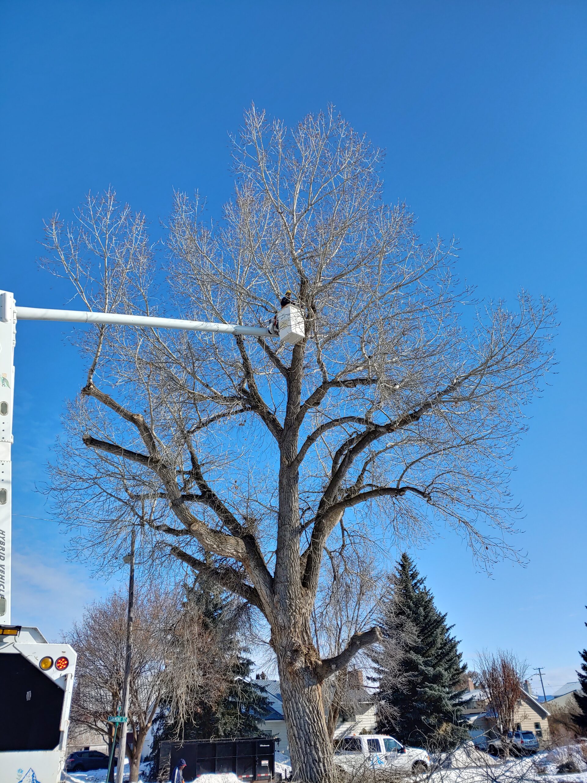 Tree Trimming 2 Photo
