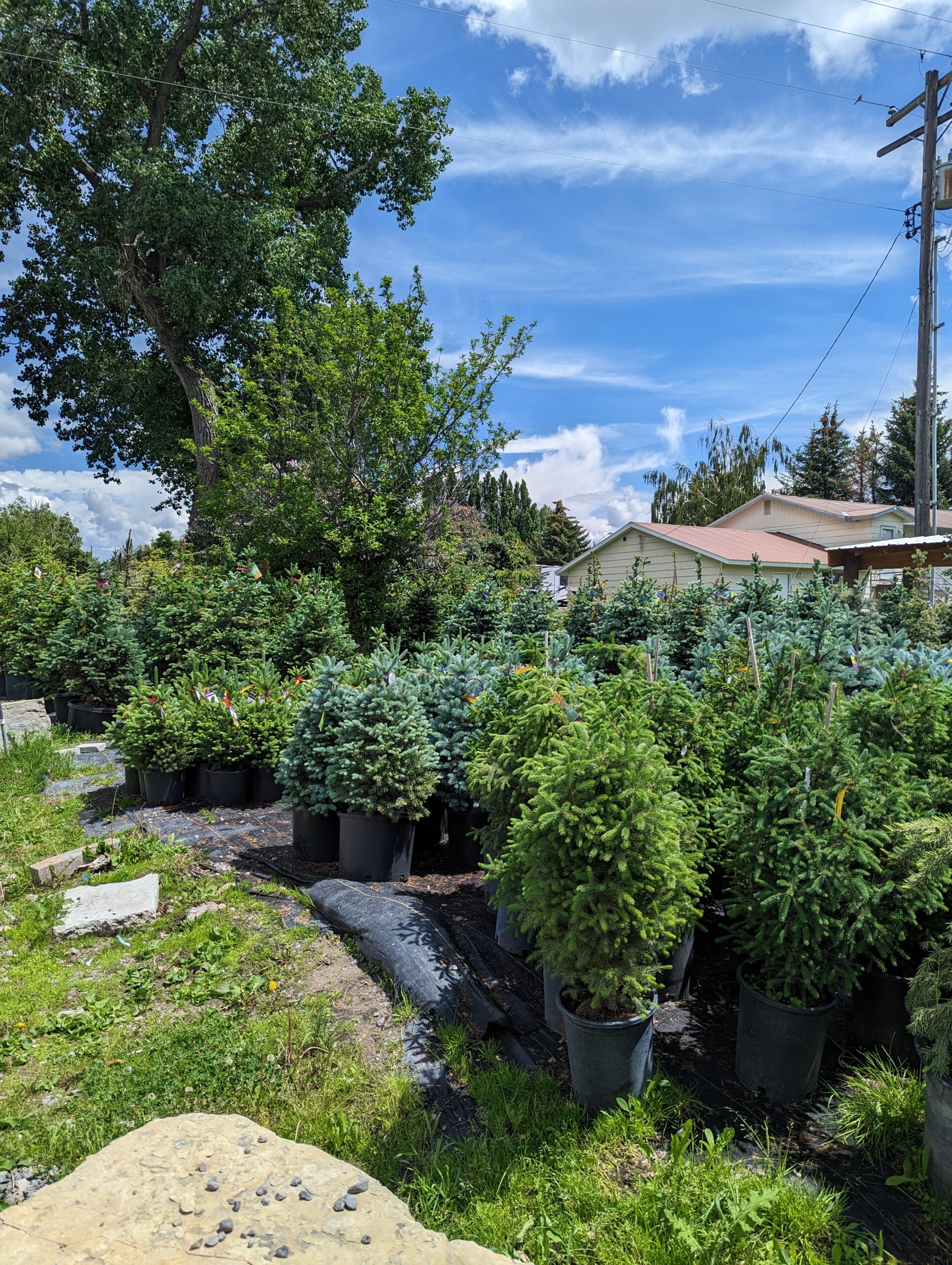 Small Potted Trees Photo